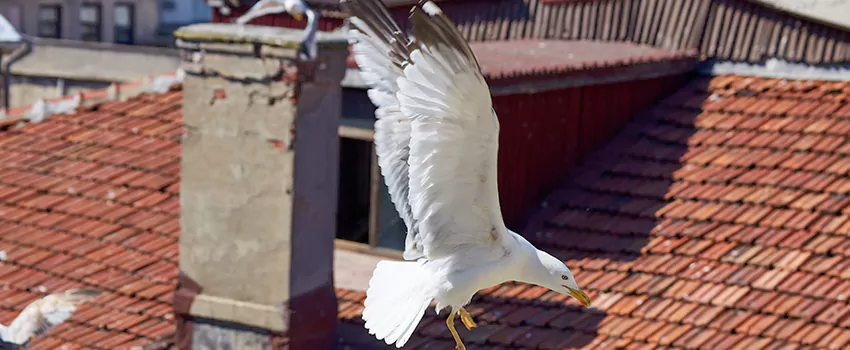 Residential Chimney Animal Removal Solution in Burke Centre, VA